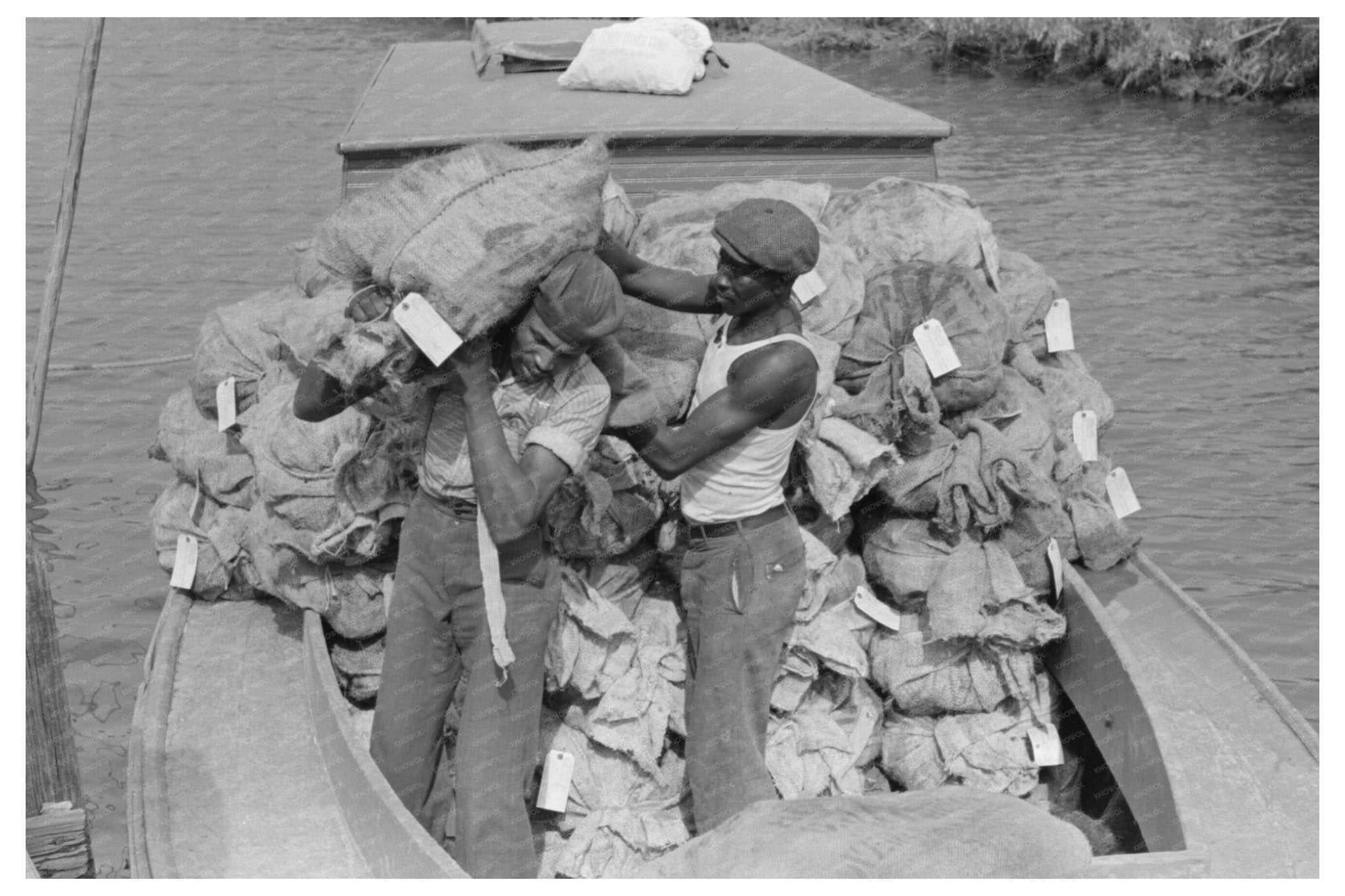 Fisherman Unloading Fresh Oysters in Olga Louisiana 1938 - Available at KNOWOL