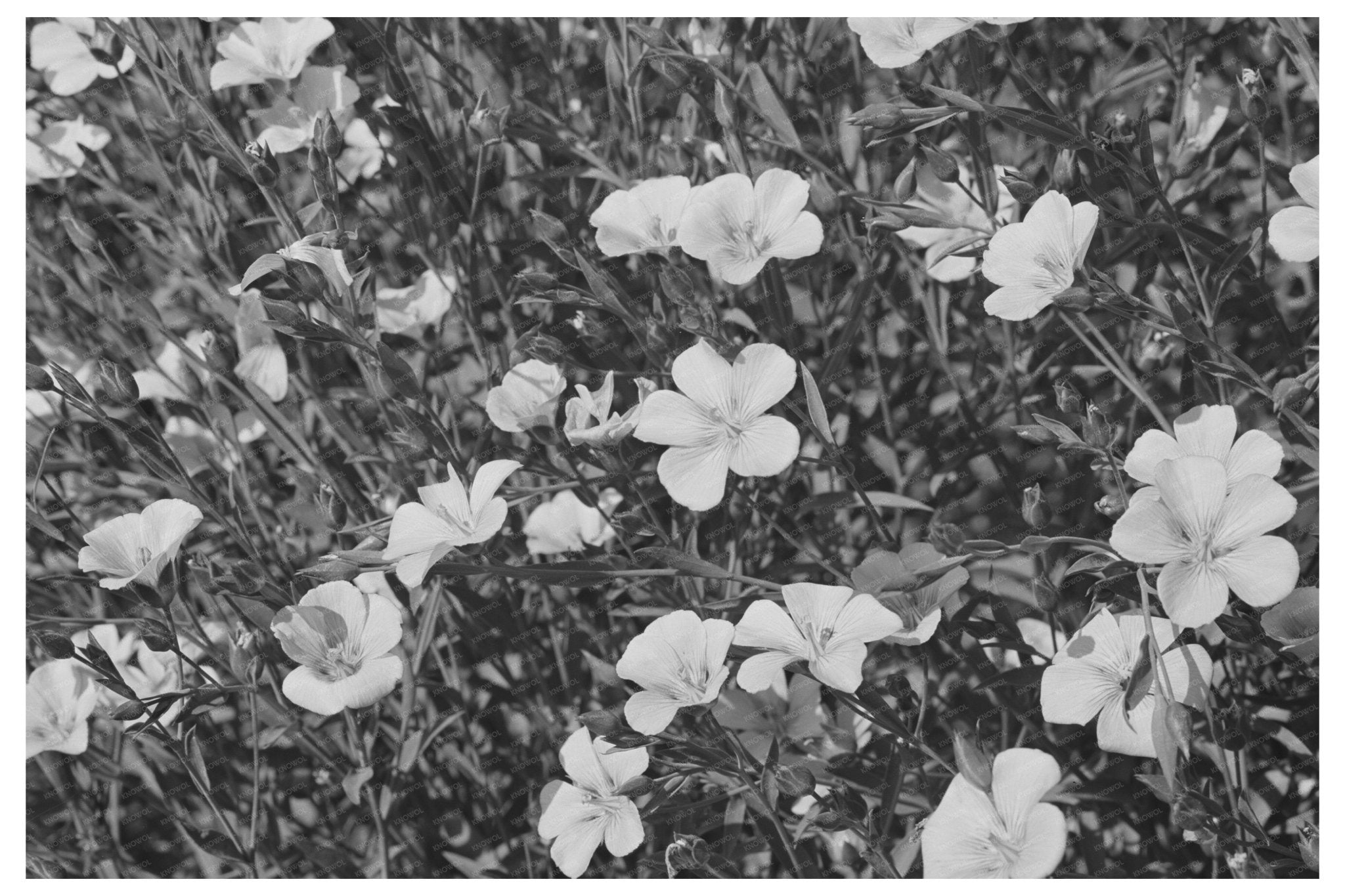 Flax Bloom in Imperial County California March 1942 - Available at KNOWOL