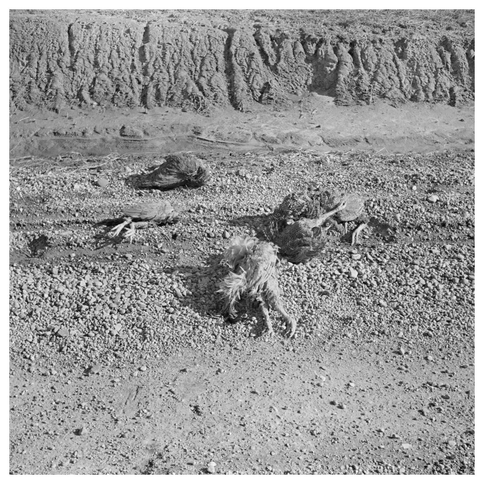 Flood - Drowned Chickens on Road Illinois February 1937 - Available at KNOWOL