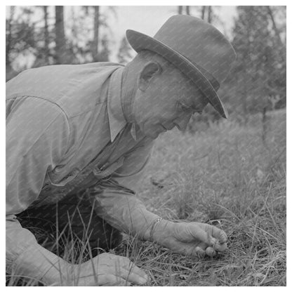 Forest Service Agent Examines Young Pine Tree 1942 - Available at KNOWOL