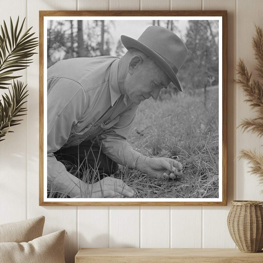 Forest Service Agent Examines Young Pine Tree 1942 - Available at KNOWOL