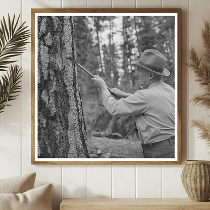 Forest Service Worker Marking Tree for Hines Lumber 1942 - Available at KNOWOL