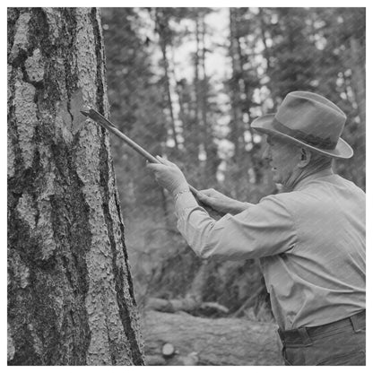 Forest Service Worker Marking Tree in 1942 Oregon - Available at KNOWOL