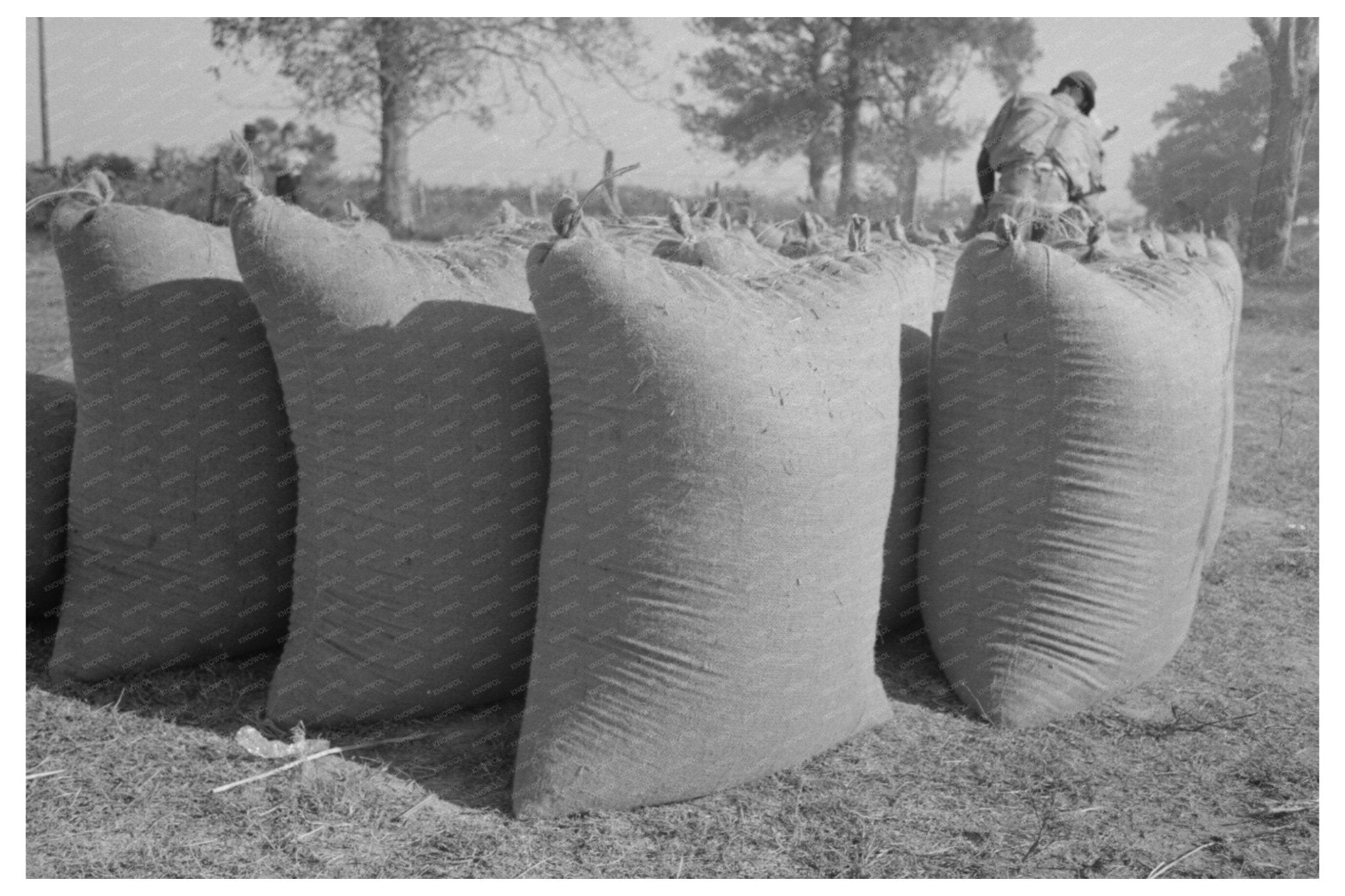 Freshly Threshed Rice Bags Crowley Louisiana 1938 - Available at KNOWOL