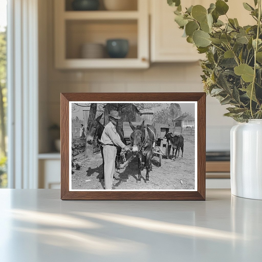 FSA Client with Mules in Rural Louisiana 1938 - Available at KNOWOL