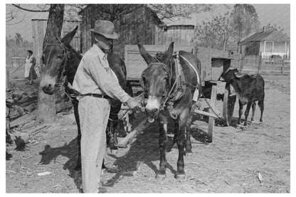 FSA Client with Mules in Rural Louisiana 1938 - Available at KNOWOL