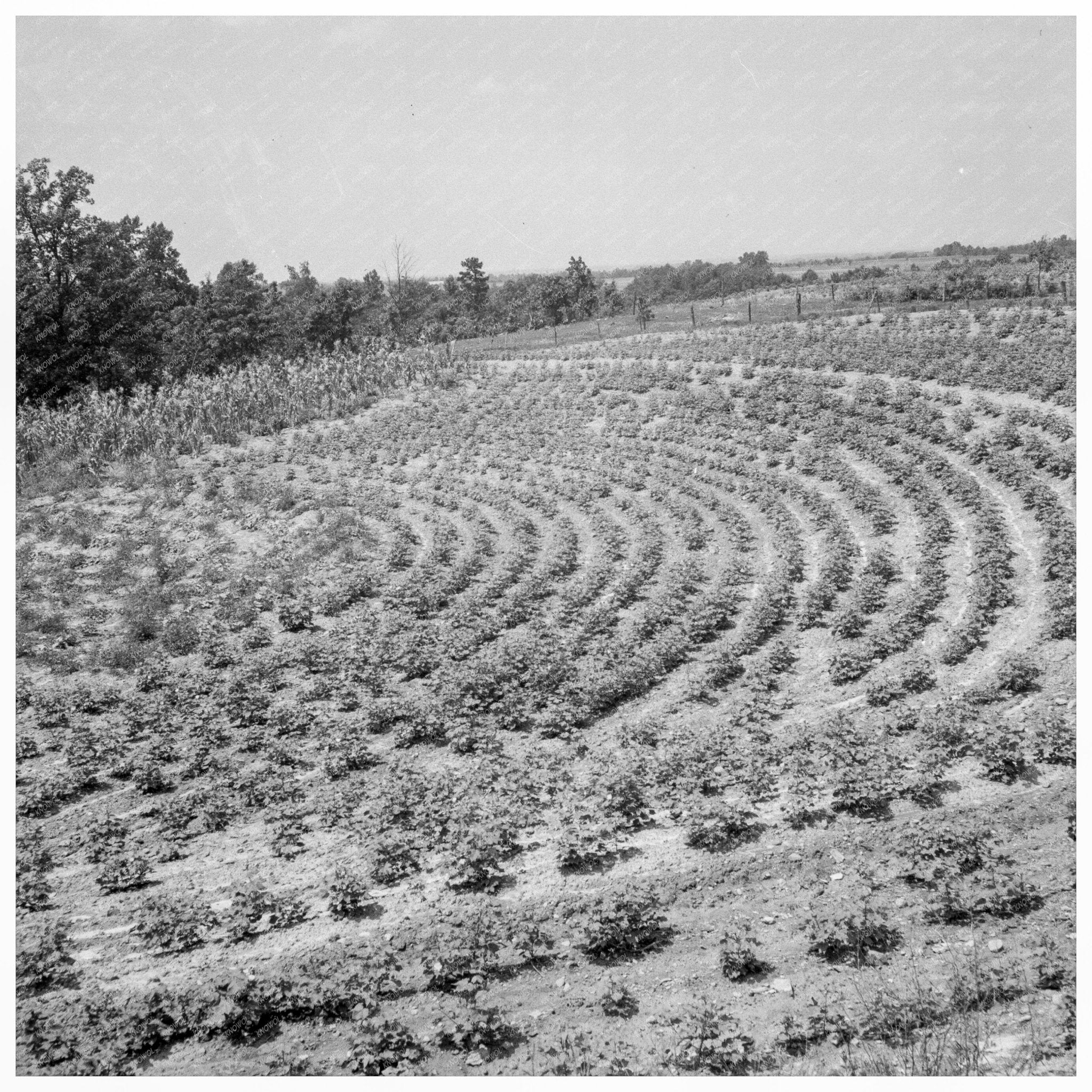 Gaffney South Carolina Sharecropper Fields July 1937 - Available at KNOWOL