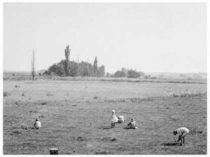 German - Russian Children Gathering Clover Seed 1939 - Available at KNOWOL