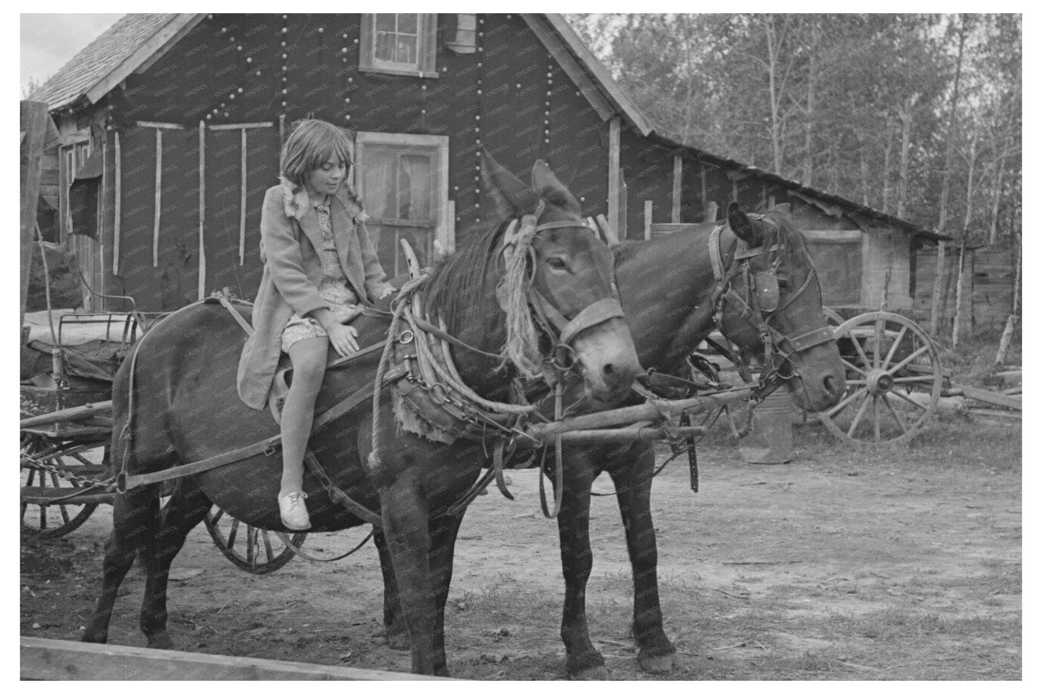 Girl on Mule at Minnesota Farm September 1937 - Available at KNOWOL