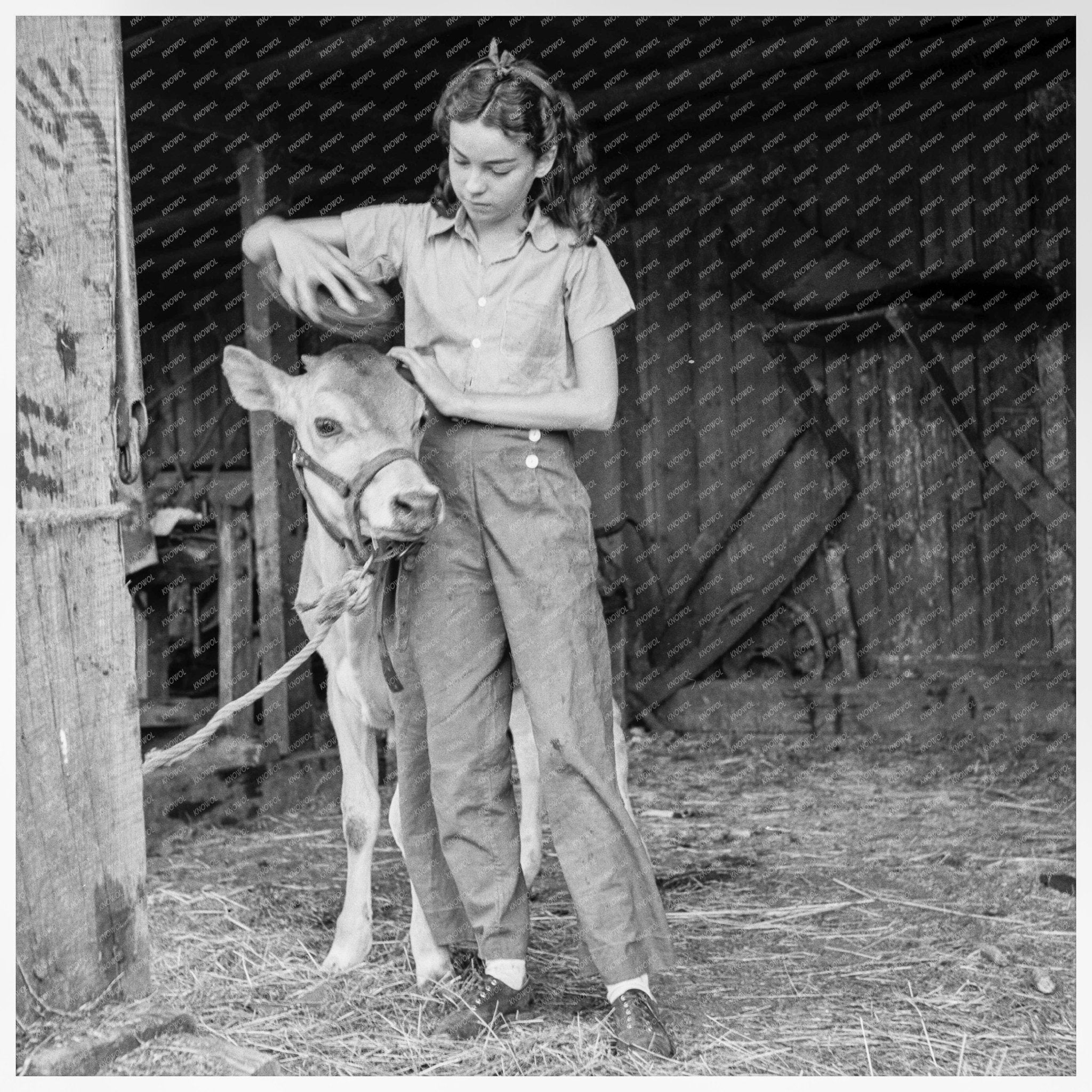 Girl with Calf in Jackson County Oregon August 1939 - Available at KNOWOL