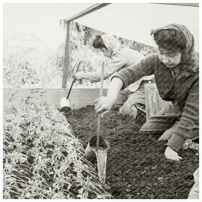 Girls Water Tomato Plants in Alameda County April 1942 - Available at KNOWOL