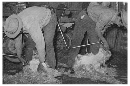 Goat Shearing on a Texas Ranch March 1940 - Available at KNOWOL