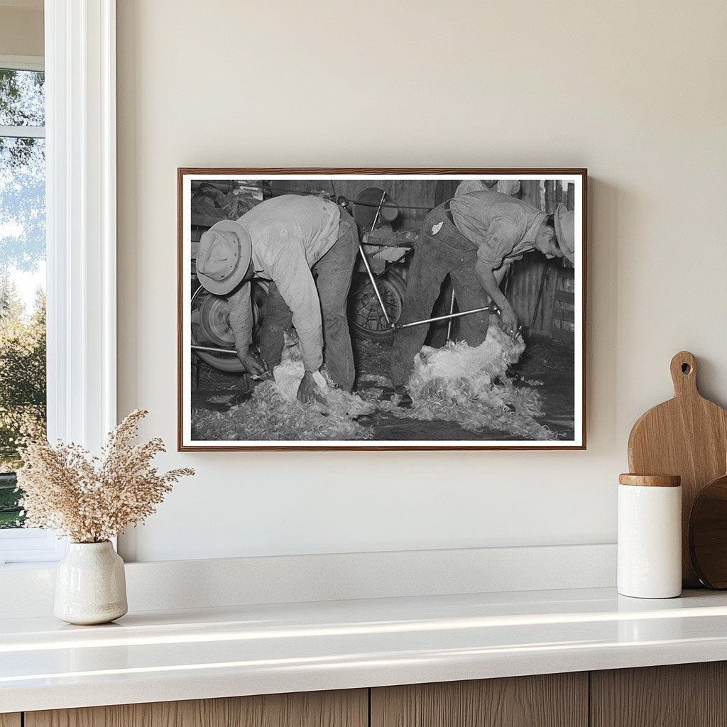 Goat Shearing on a Texas Ranch March 1940 - Available at KNOWOL