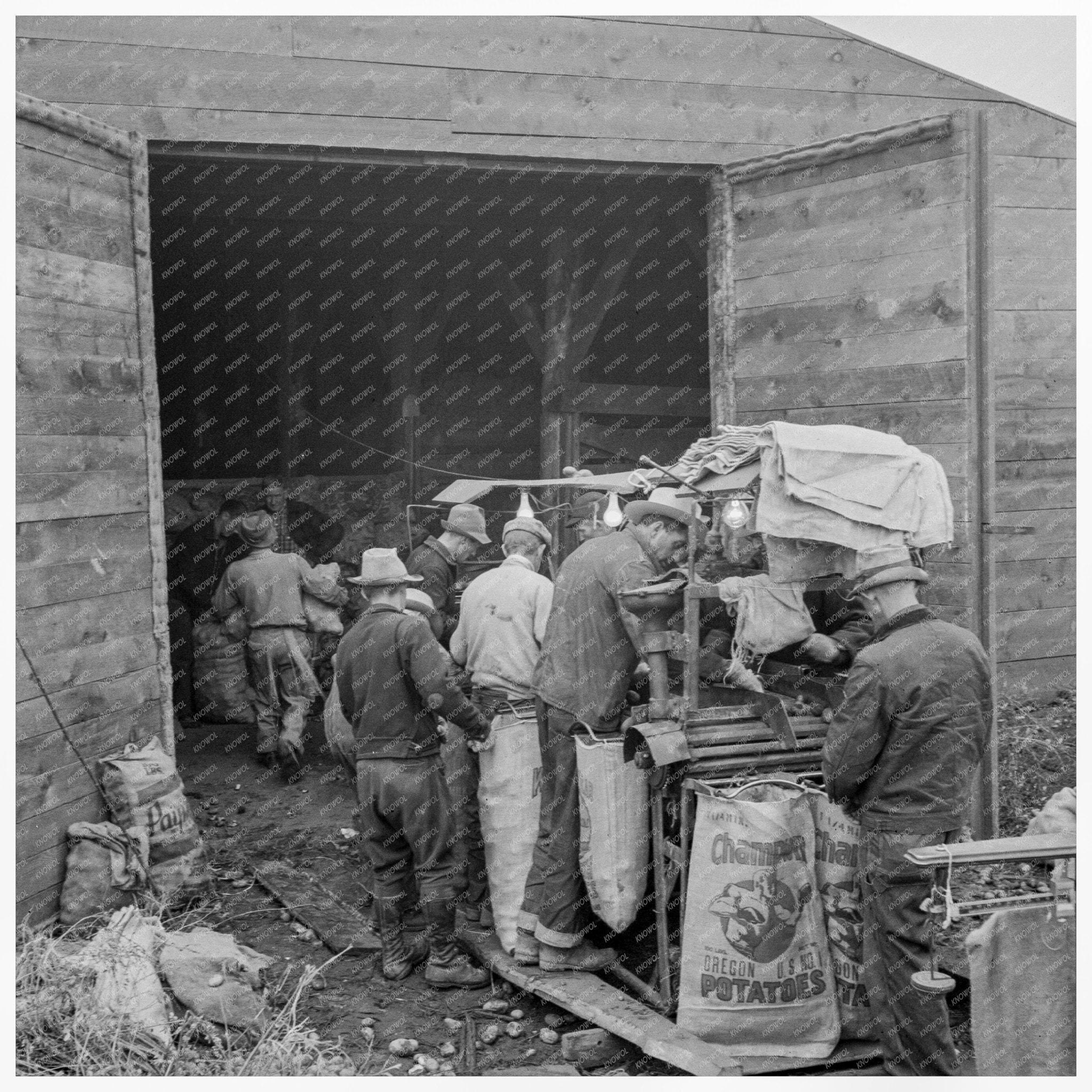 Grading Potatoes in Klamath County Oregon 1939 - Available at KNOWOL