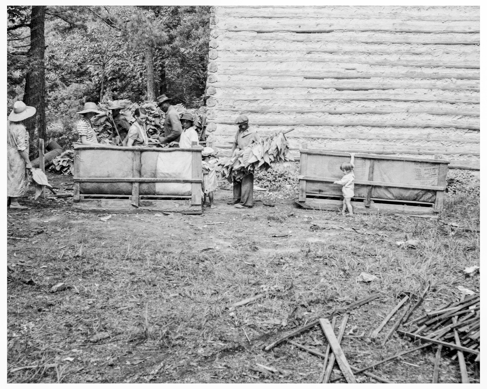 Granville County Families Stringing Tobacco July 1939 - Available at KNOWOL