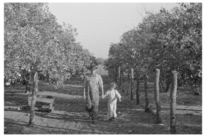 Grapefruit Harvesting in Texas February 1939 - Available at KNOWOL