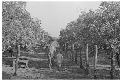 Grapefruit Picking in Weslaco Texas February 1939 - Available at KNOWOL