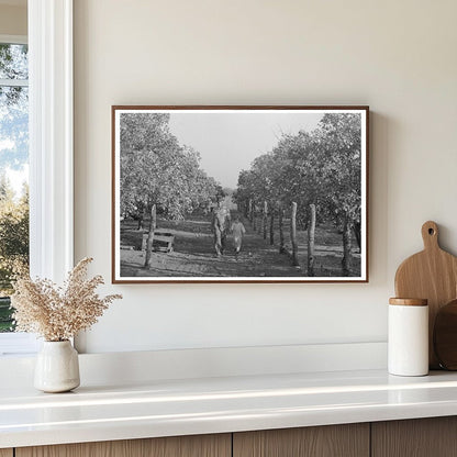 Grapefruit Picking in Weslaco Texas February 1939 - Available at KNOWOL