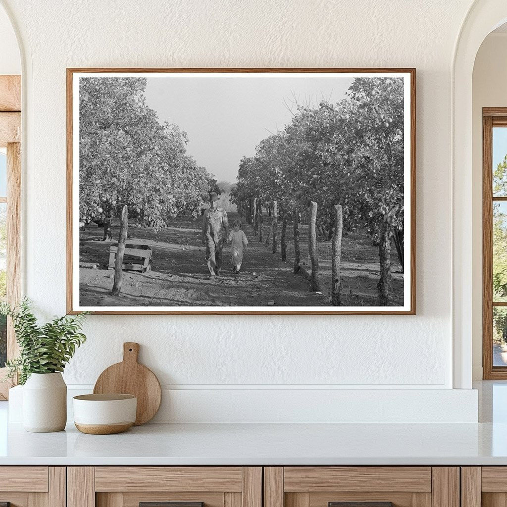 Grapefruit Picking in Weslaco Texas February 1939 - Available at KNOWOL