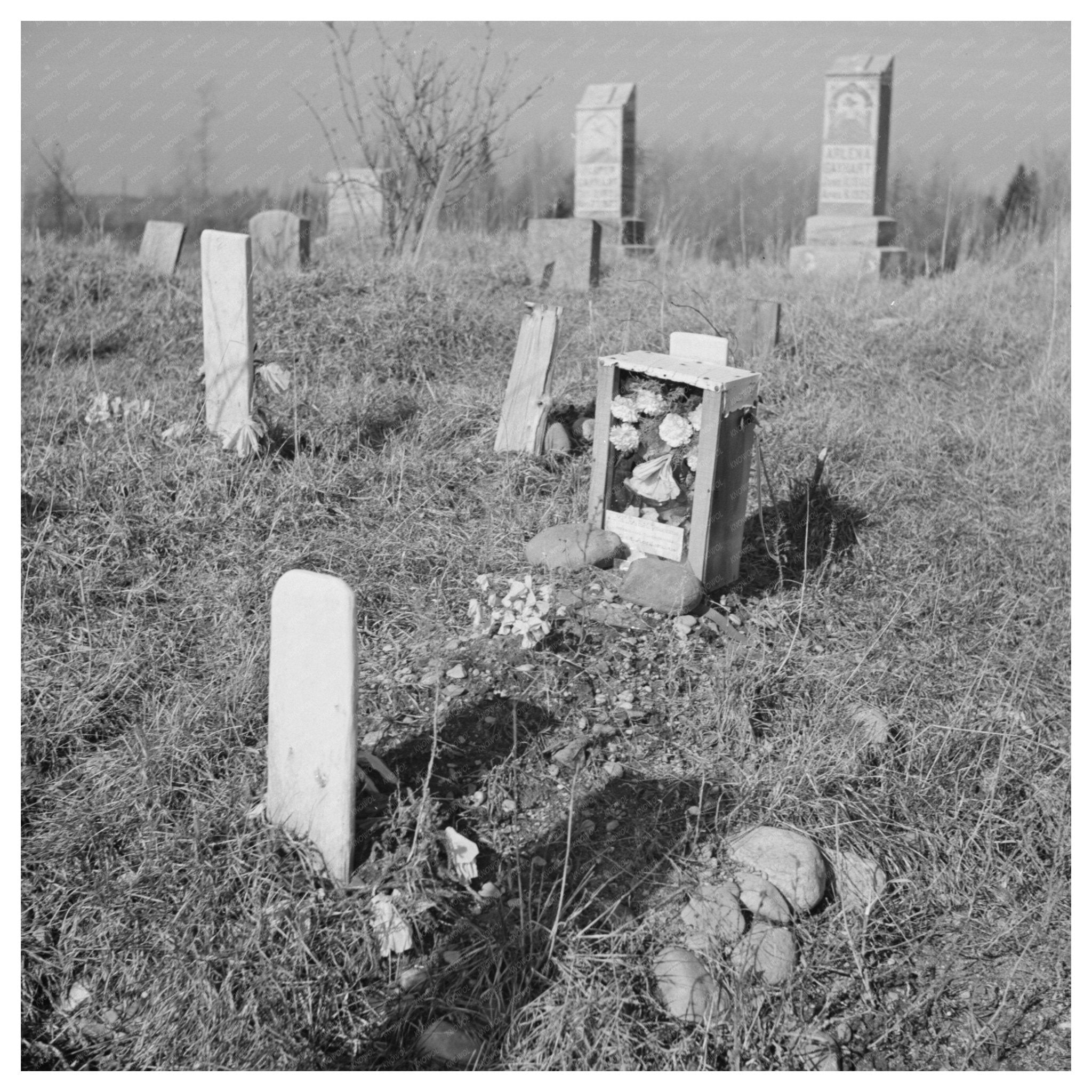 Gravestones in Isolated Cemetery Florence County 1937 - Available at KNOWOL