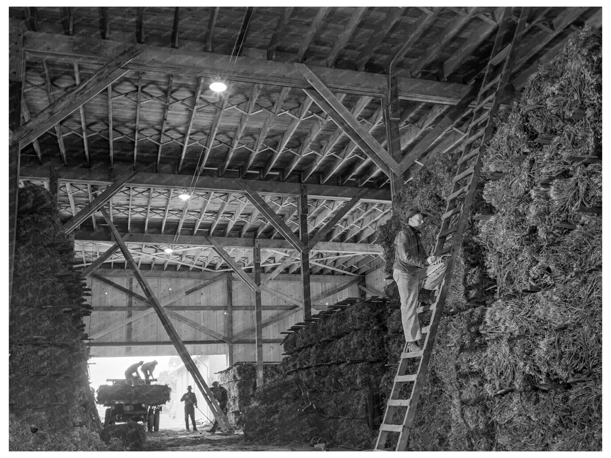 Guayule Bales in Salinas Valley California 1942 - Available at KNOWOL