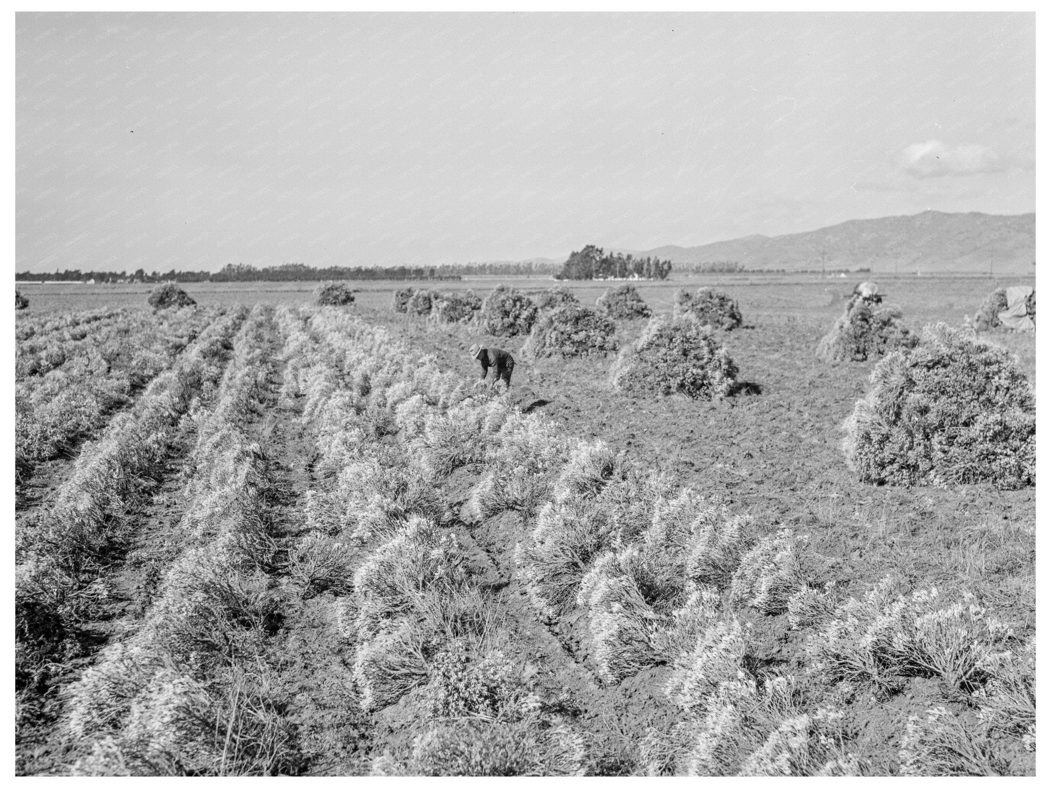 Guayule Field in Salinas Valley California 1942 - Available at KNOWOL