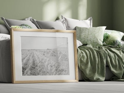 Guayule Field in Salinas Valley California 1942 - Available at KNOWOL