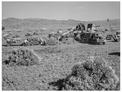 Guayule Harvesting in Salinas Valley California 1942 - Available at KNOWOL