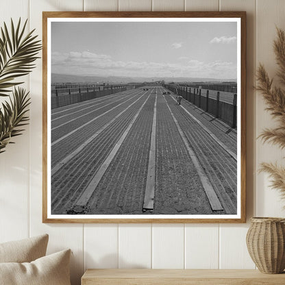 Guayule Nursery in Salinas California May 1942 - Available at KNOWOL