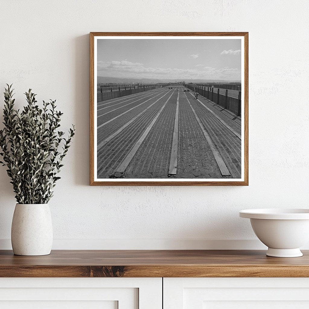 Guayule Nursery in Salinas California May 1942 - Available at KNOWOL