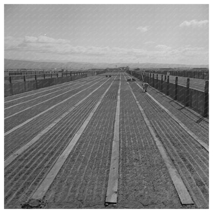 Guayule Nursery in Salinas California May 1942 - Available at KNOWOL