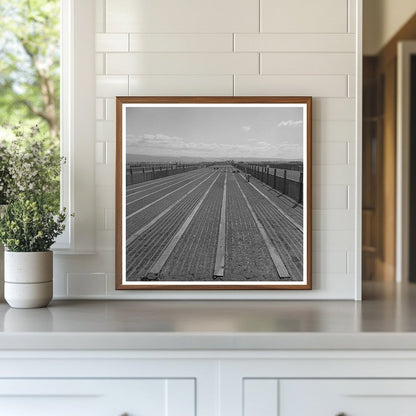 Guayule Nursery in Salinas California May 1942 - Available at KNOWOL