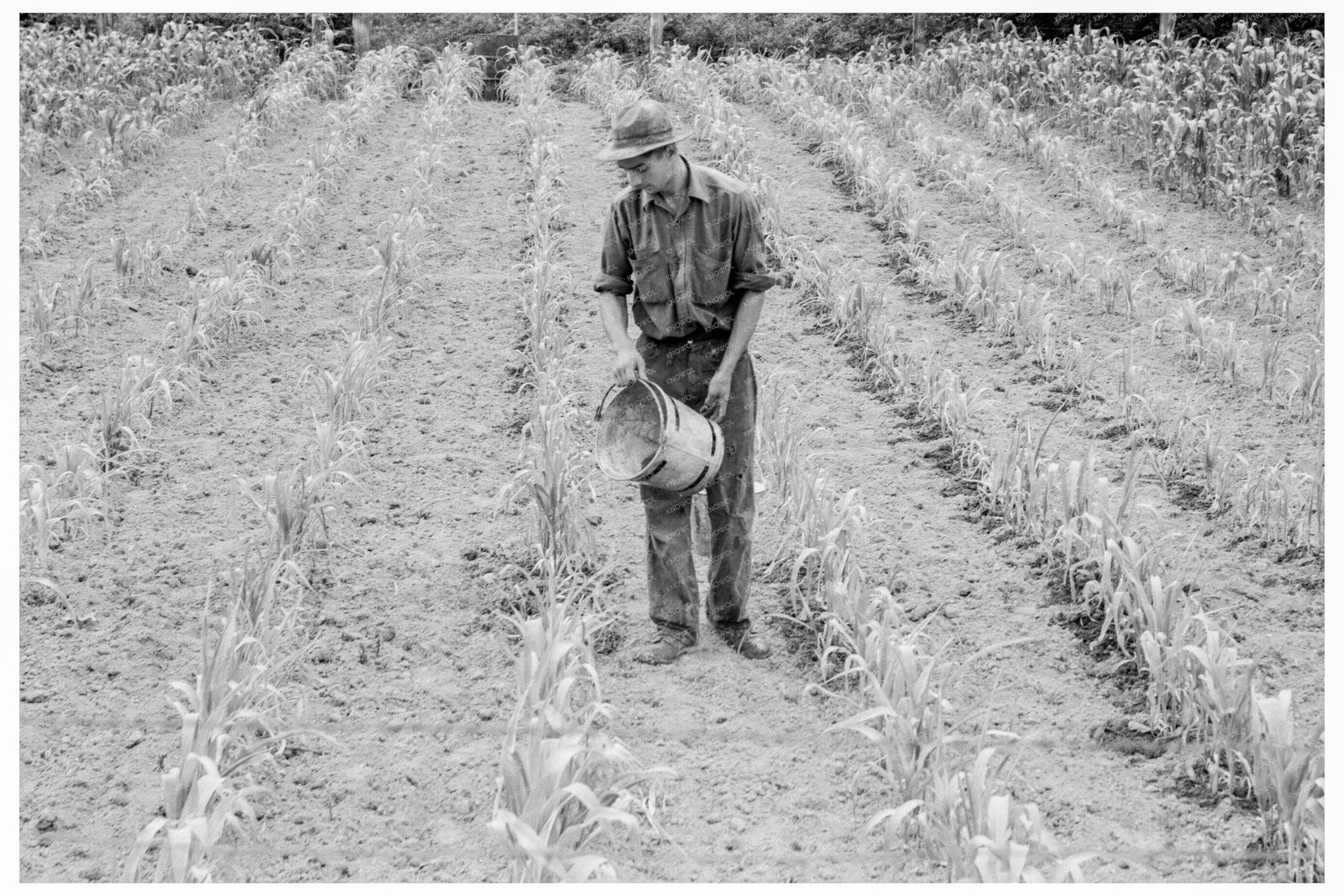 Hand Irrigation on Subsistence Farm Grays Harbor 1939 - Available at KNOWOL