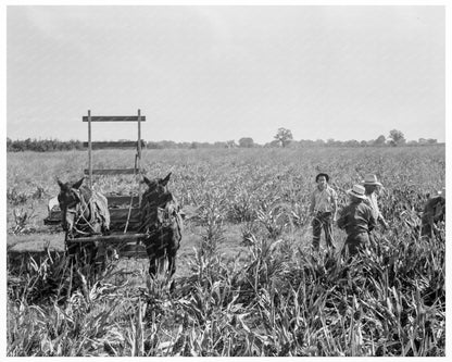 Harvesting Milo Maize in Tulare County 1938 - Available at KNOWOL