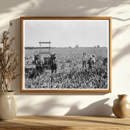 Harvesting Milo Maize in Tulare County 1938 - Available at KNOWOL