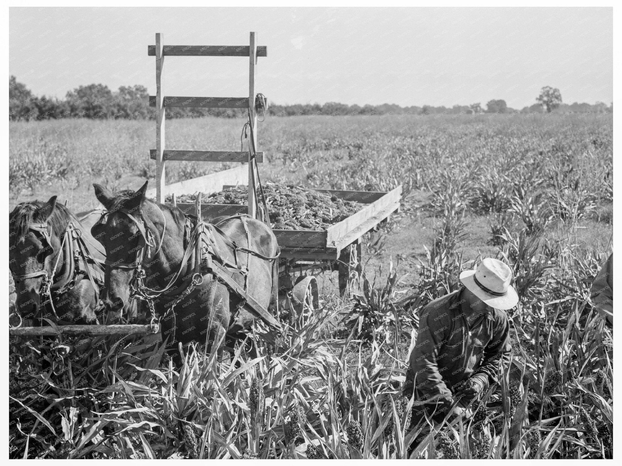 Harvesting Milo Maize in Tulare County California 1938 - Available at KNOWOL