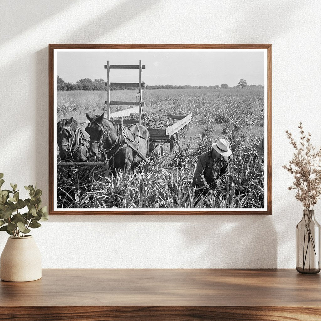 Harvesting Milo Maize in Tulare County California 1938 - Available at KNOWOL