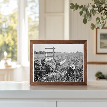 Harvesting Milo Maize in Tulare County California 1938 - Available at KNOWOL