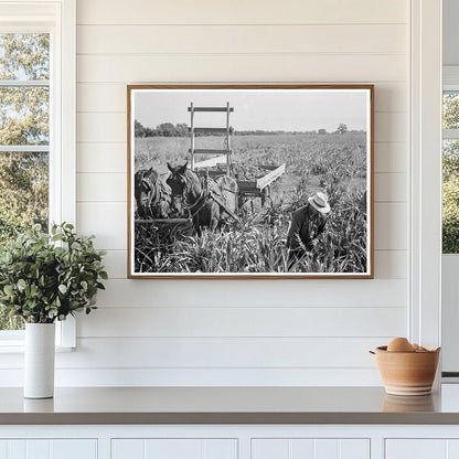 Harvesting Milo Maize in Tulare County California 1938 - Available at KNOWOL