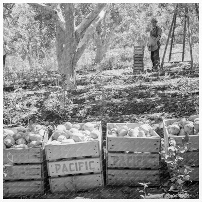 Harvesting Pears at Pleasant Hill Orchards August 1939 - Available at KNOWOL