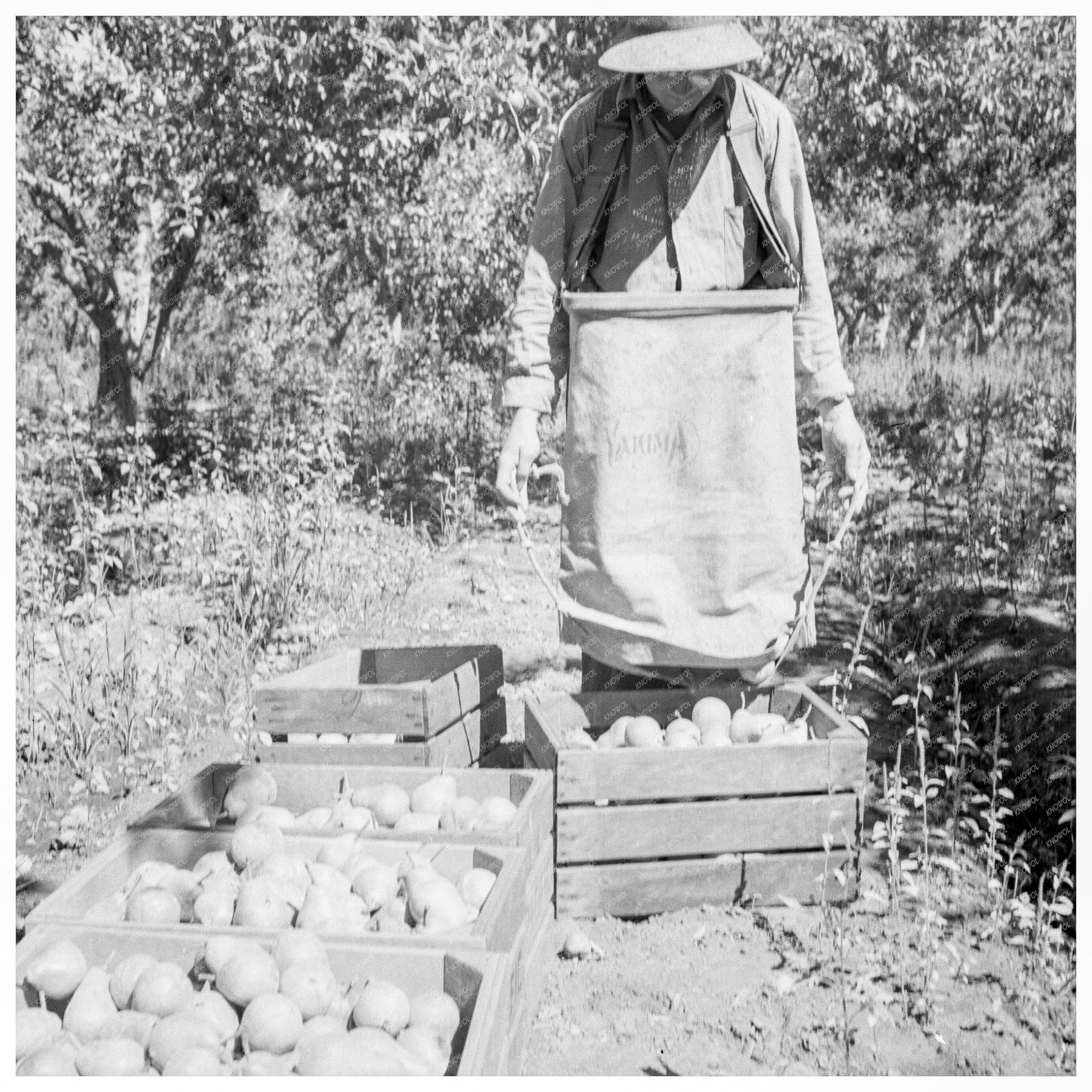 Harvesting Pears in Yakima Valley August 1939 - Available at KNOWOL