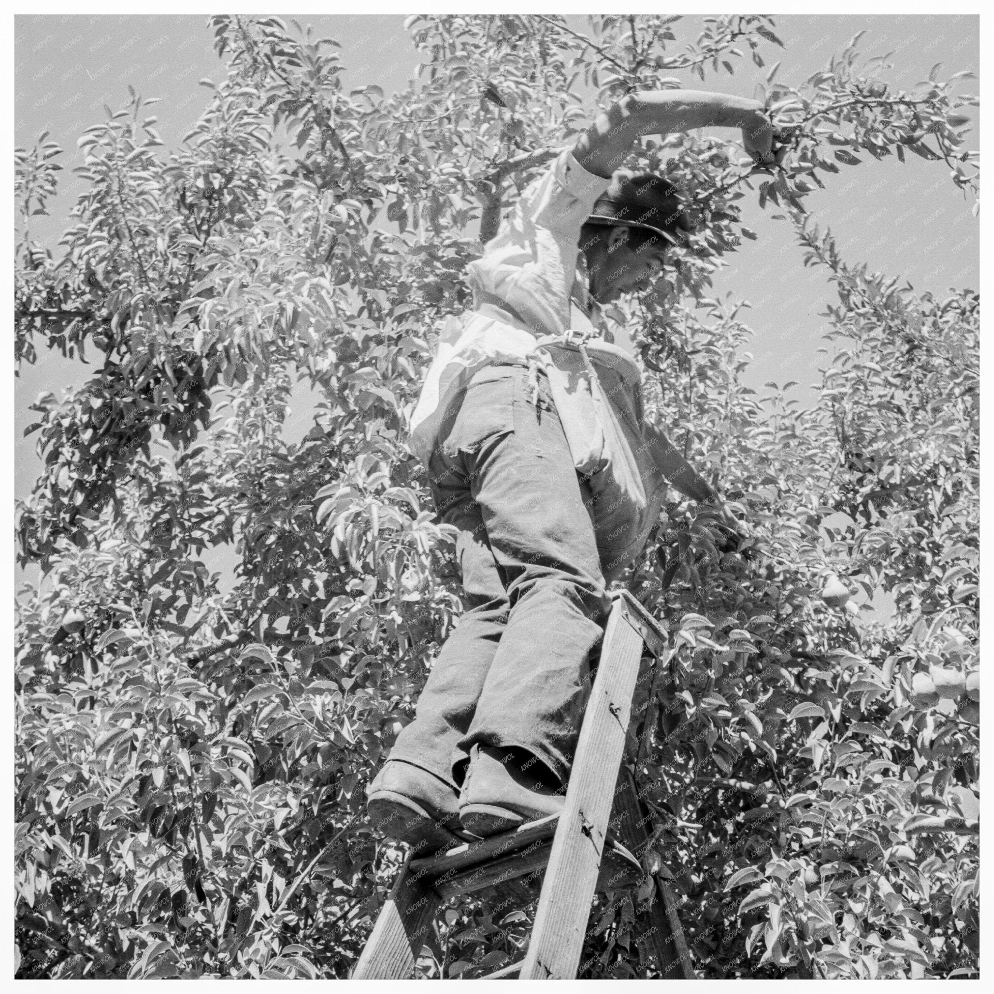 Harvesting Pears in Yakima Valley Washington 1939 - Available at KNOWOL