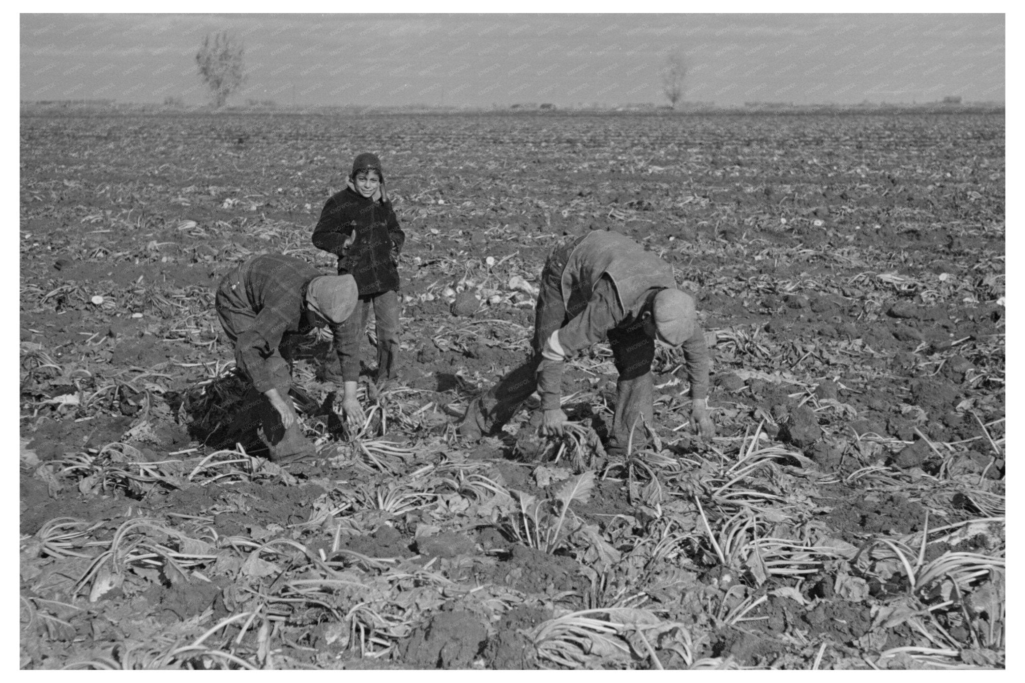 Harvesting Sugar Beets East Grand Forks Minnesota 1937 - Available at KNOWOL