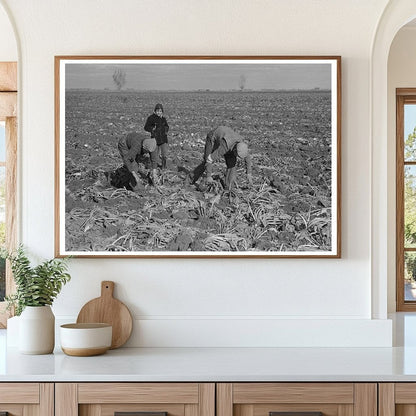 Harvesting Sugar Beets East Grand Forks Minnesota 1937 - Available at KNOWOL