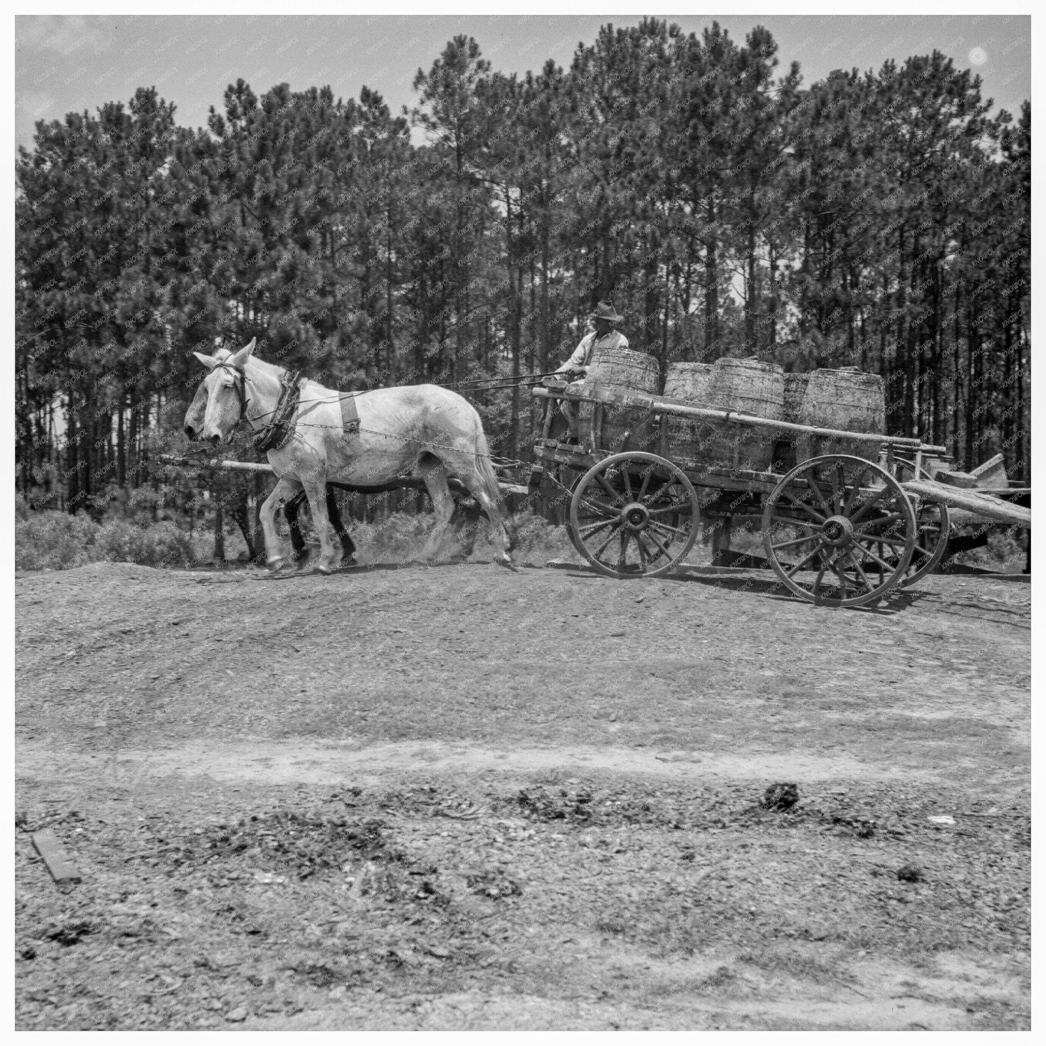 Hauling Turpentine Gum in Georgia July 1937 - Available at KNOWOL