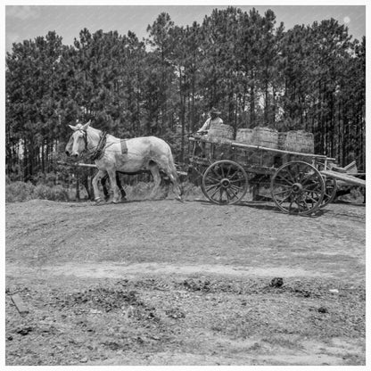 Hauling Turpentine Gum in Georgia July 1937 - Available at KNOWOL