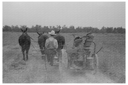 Hay Cutting at Lake Dick Project Arkansas September 1938 - Available at KNOWOL