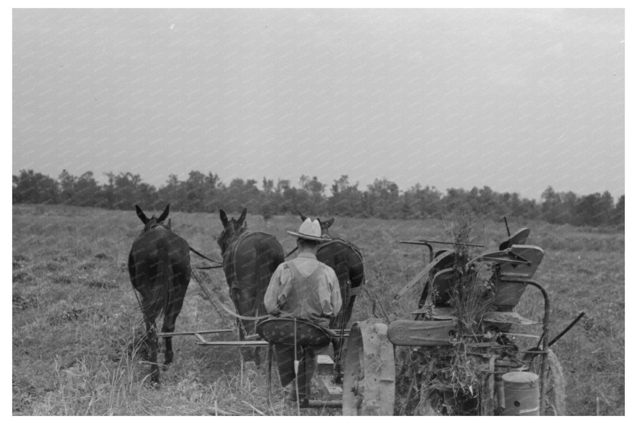 Hay - Cutting Process at Lake Dick Project Arkansas 1938 - Available at KNOWOL