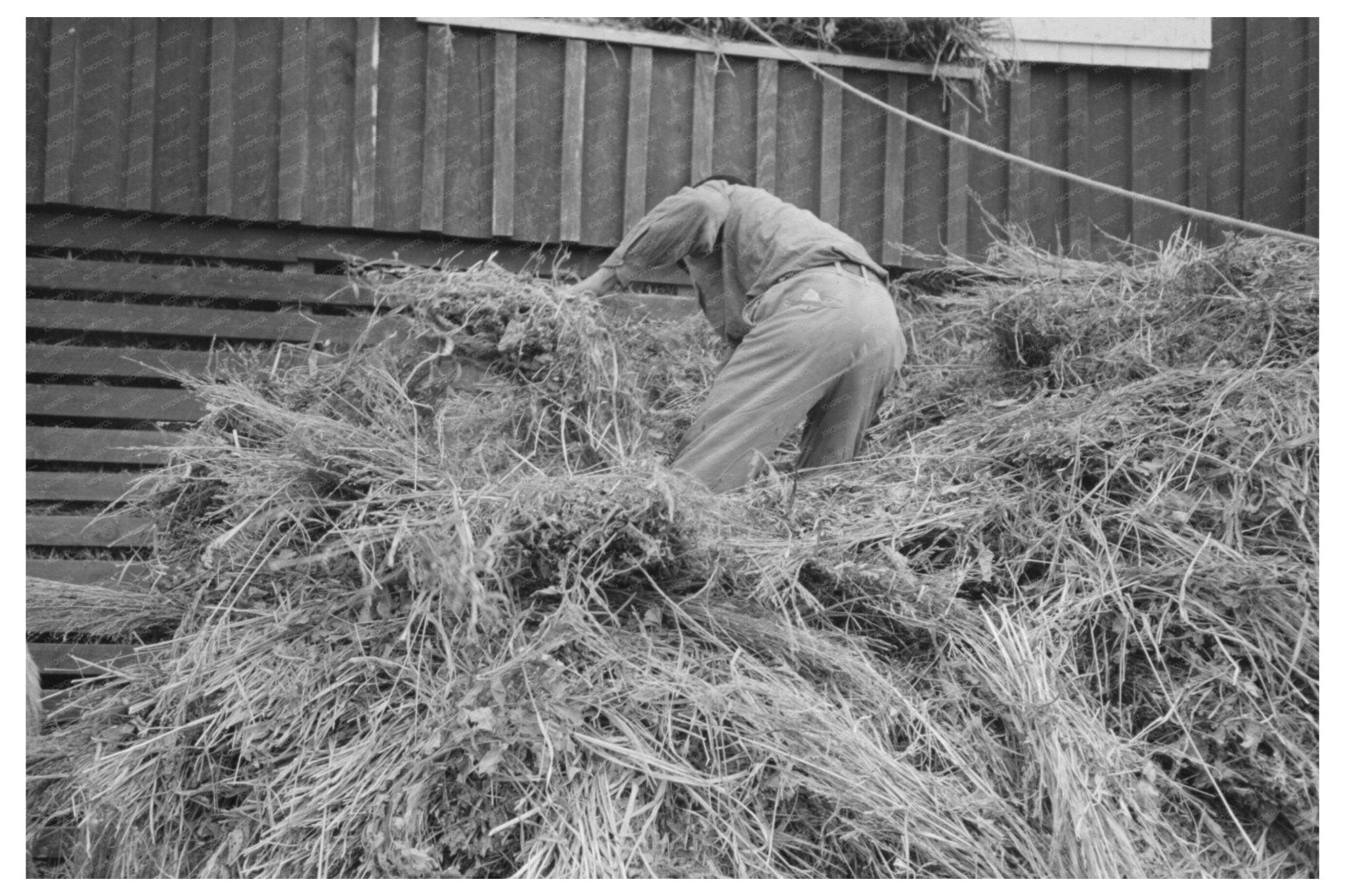 Hay Elevation Process at Lake Dick Project Arkansas 1938 - Available at KNOWOL