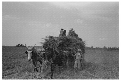 Hay Loading Machine Operation Arkansas September 1938 - Available at KNOWOL